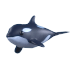 An Adopt Me Orca