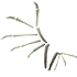 An Adopt Me Bone Wings