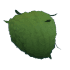 An Adopt Me Eco Green Leaf Afro