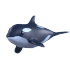 An Adopt Me Orca