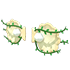 An Adopt Me Clam Wings